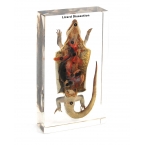 Sekcja anatomiczna jaszczurki - okaz w akrylu